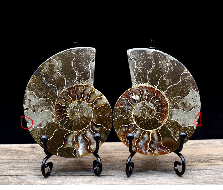Fossil Specimens True Spot Color Snail Ammonite Fossil Marine Life Teaching