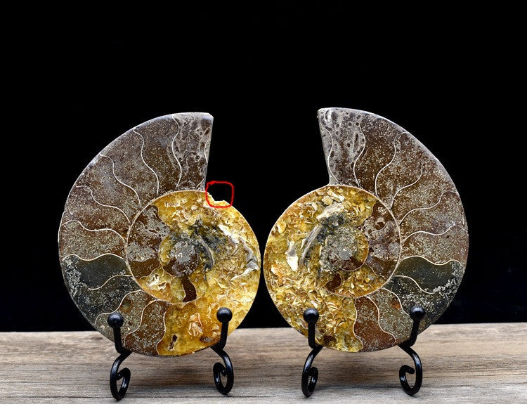 Fossil Specimens True Spot Color Snail Ammonite Fossil Marine Life Teaching