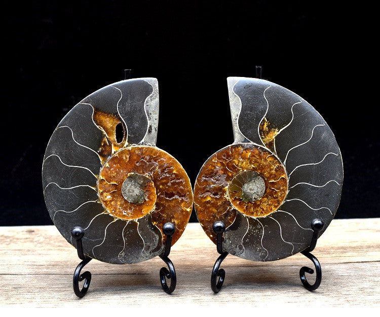 Fossil Specimens True Spot Color Snail Ammonite Fossil Marine Life Teaching