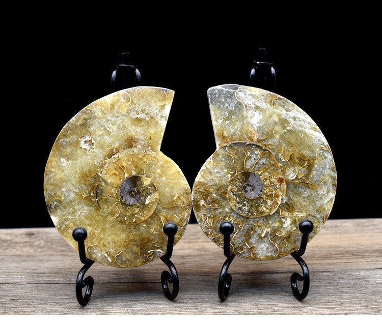 Fossil Specimens True Spot Color Snail Ammonite Fossil Marine Life Teaching