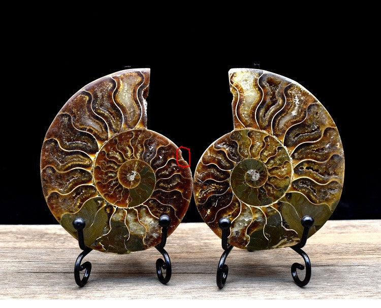 Fossil Specimens True Spot Color Snail Ammonite Fossil Marine Life Teaching