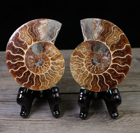 Fossil Specimens True Spot Color Snail Ammonite Fossil Marine Life Teaching