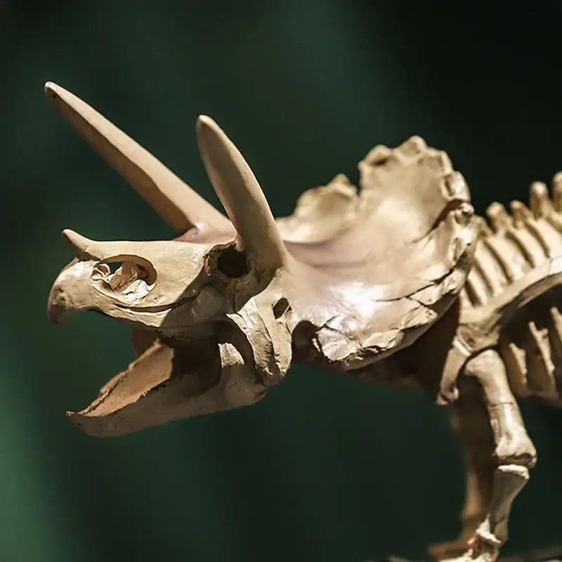 DIY Triceratops Dinosaur Skeleton Model